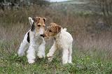 FOX TERRIER 492